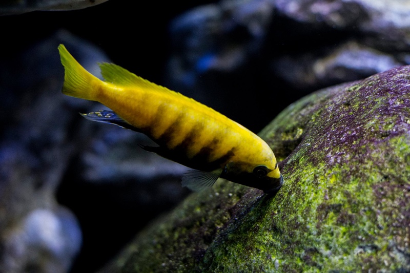 Maylandia sp. 'zebra gold' Kawanga